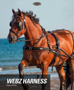 Zilco WebZ Horse Harness