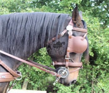 Zilco Brun Horse Harness 3