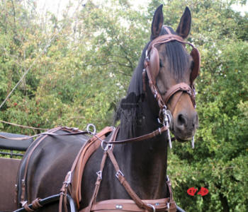 Zilco Brun Horse Harness 1