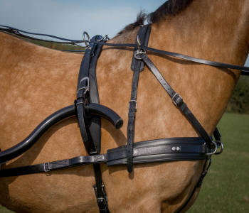 Zilco SL Plus Carriage Driving Harness Front