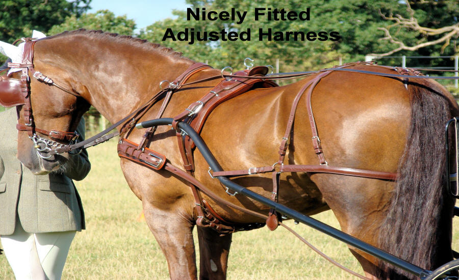 Well Fitted Horse Harness