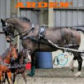 Arden Synthetic carriage drivng harness